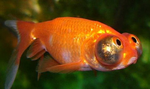 Золотая рыбка небесное око / звездочет (Carassius auratus)